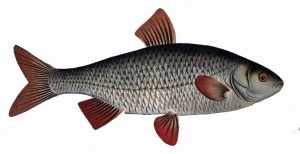 web-Rutilus_rutilus5